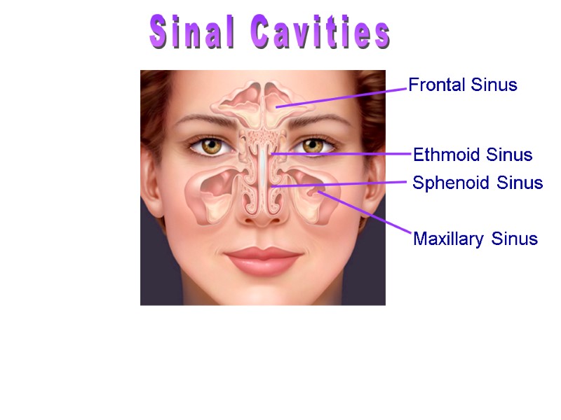 Sinal Cavities Warm and moisten air Lighten the skull Enhance voice resonance  Frontal